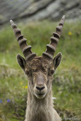 Steinbock Portrait