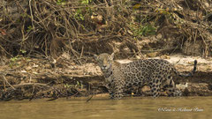 Jaguar Weibchen