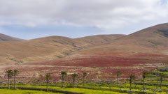 Slenderleaf Iceplant bedeckt die Fläche