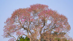 Piuva Baum oder Lapacho, Baumkrone