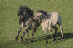 Konik Hengste rangeln