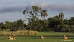 Löwen im Mahango NP