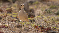 Rennvogel adult