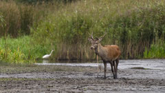 6er Hirsch