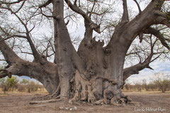 Baobab-Afrikanische Affenbrotbaum (Adansonia digitata)
