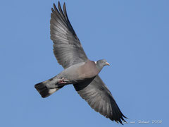 Ringeltaube fliegend