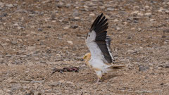 Schmutzgeier adult 