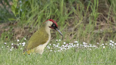 Grünspecht Männchen in der Wiese