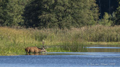 14ner Hirsch quert Wasser