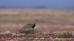 Saharakragentrappe Männchen