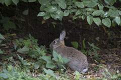 Kaninchen am Waldrand