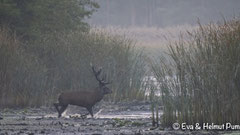 Hirsch auf der Suche nach Kahlwild