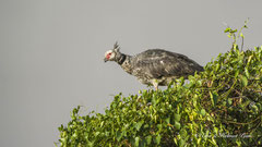 Halsband-Wehrvogel