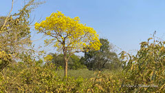 Piuva Baum oder Lapacho
