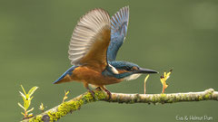 Eisvogel Drohstellung