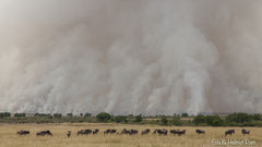 Riesiges Buschfeuer in der Masai Mara