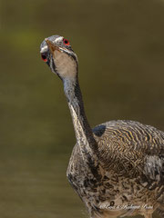 Sonnenralle Portrait
