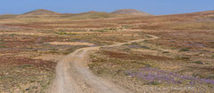 blühende Landschaft mit Kanaren-Levkoje um Tindaya