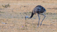 Großer Rhea 