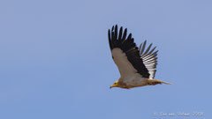 Schmutzgeier adult fliegend