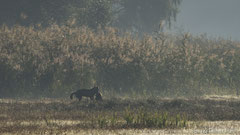 Wolf schleppt seine in der Nacht geschlagene Beute weg