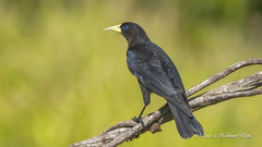 Rotrückenstirnvogel