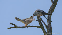 Rotfussfalken Balzfütterung