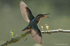 Eisvogel Weibchen im Gegenlicht beim Abflug