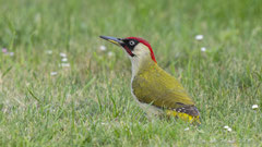 Grünspecht Männchen in der Wiese