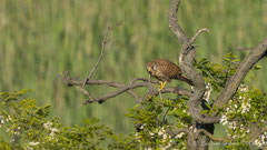 Turmfalke mit Eidechse