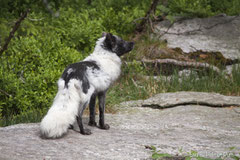 Polarfuchs im Haarwechsel