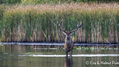 Hirsch in der Brunft