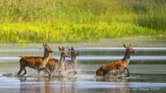 Kahlwild hoch flüchtig vor Wolf