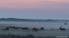 Rothirschbrunft - Hirsch mit Rudel im aufsteigenden Bodennebel