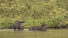 Flachlandtapir Paar