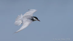 Trauerseeschwalbe im Flug
