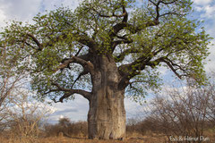 Baobab-Afrikanische Affenbrotbaum (Adansonia digitata)