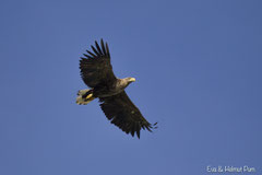 Seeadler im Flug