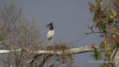 Jabiru baut Nest