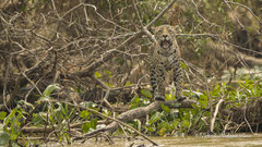 Jaguar Weibchen