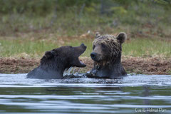 Braunbären spielen im Wasser