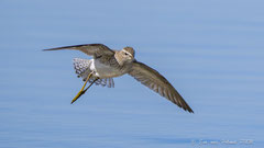 Bruchwasserläufer Anflug