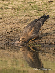 Savannenbussard trinkend