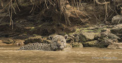 Jaguar Männchen