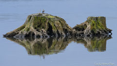 Bachstelze auf Baumstrunk im Wasser