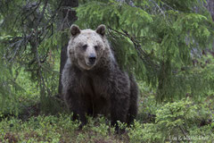 Braunbärin am Waldrand