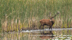 14ner Hirsch am Schilfrand