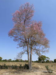 Piuva Baum oder Lapacho