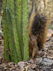 Südamazonisches Rothörnchen 