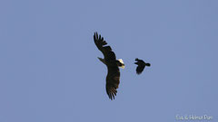 Seeadler wird von Krähe attackiert